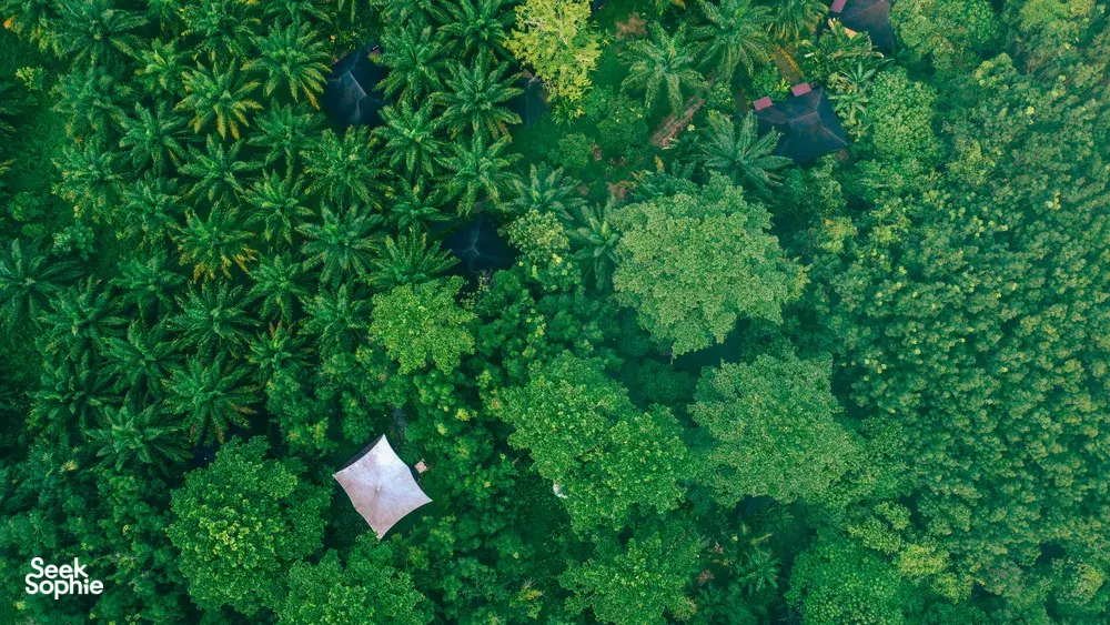 Aerial view of lush evergreen canopy over the rewilded rainforest at Anurak Lodge beside Khao Sok National Park