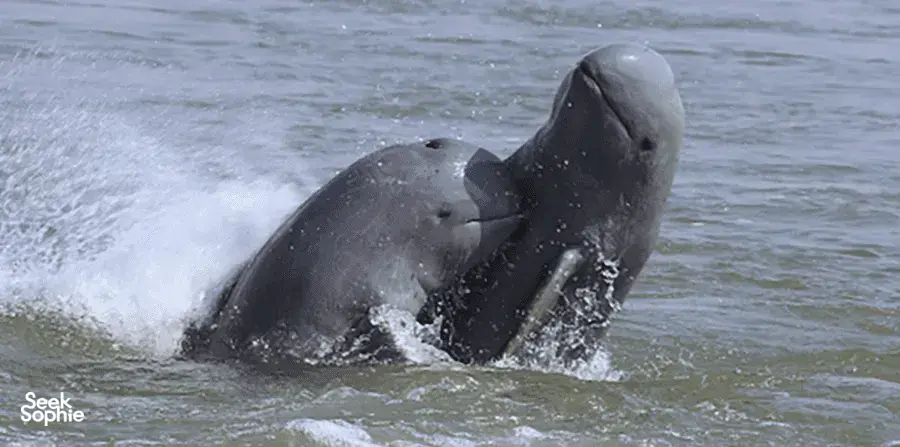 Seek Sophie option picture