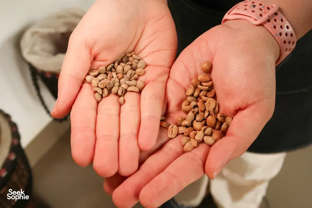 Two hands presenting coffee beans in different shades at a Lijiang coffee-tasting workshop led by a family