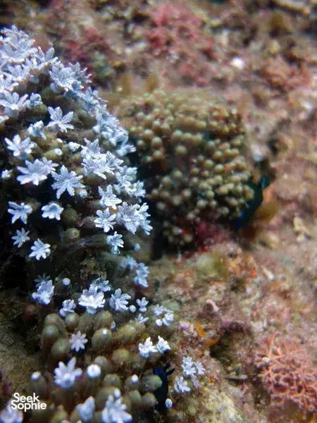 2 Fun Dives in Kenting **at the shore
