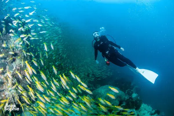 丽舍岩两次精彩潜水 |  chance to see鲸鲨！