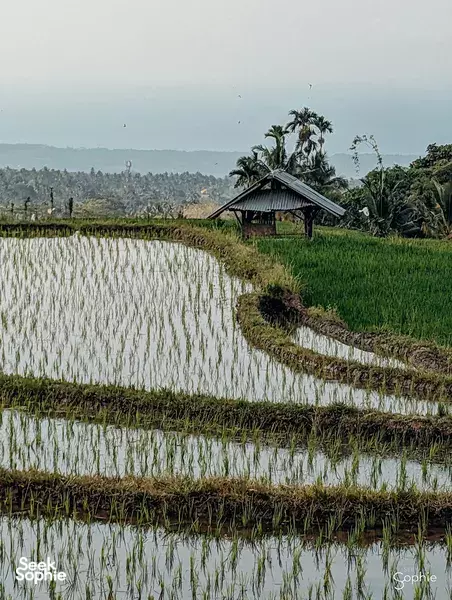 Half Day Rinjani Foothills Trek | Support First Female-Led Guides