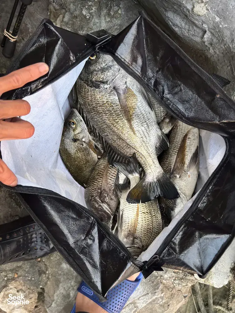 Seek Sophie option picture