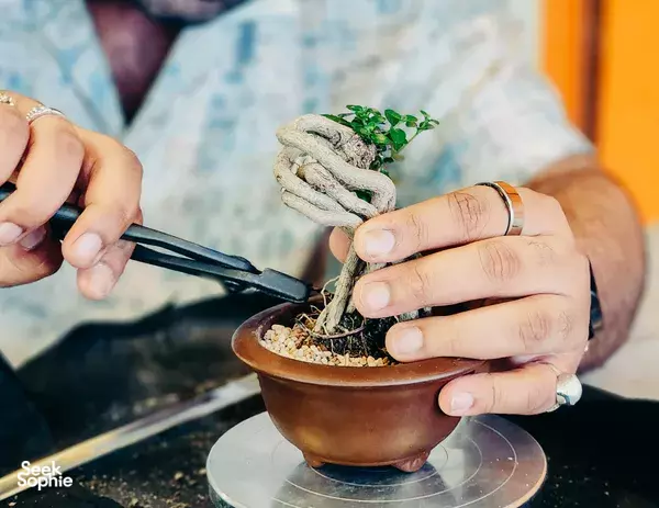 Japanese-Style Tropical Bonsai Workshop