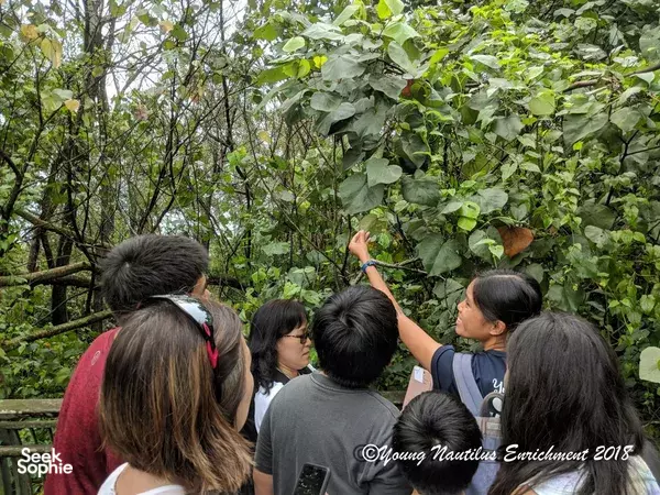 Mangrove Exploration @ Pasir Ris or Sungei Buloh (Age: 2+)