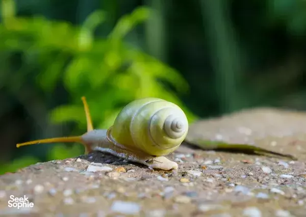 Green snail resting on a stone in the rainforest during a stay at Hilltop Lodge in Borneo’s Kinabatangan River