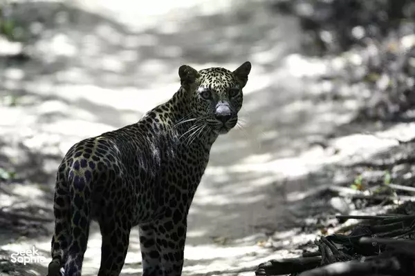 Leopard in the scrub at Wilpattu National Park during a Leopard Trails safari, captured on a dirt track beside water