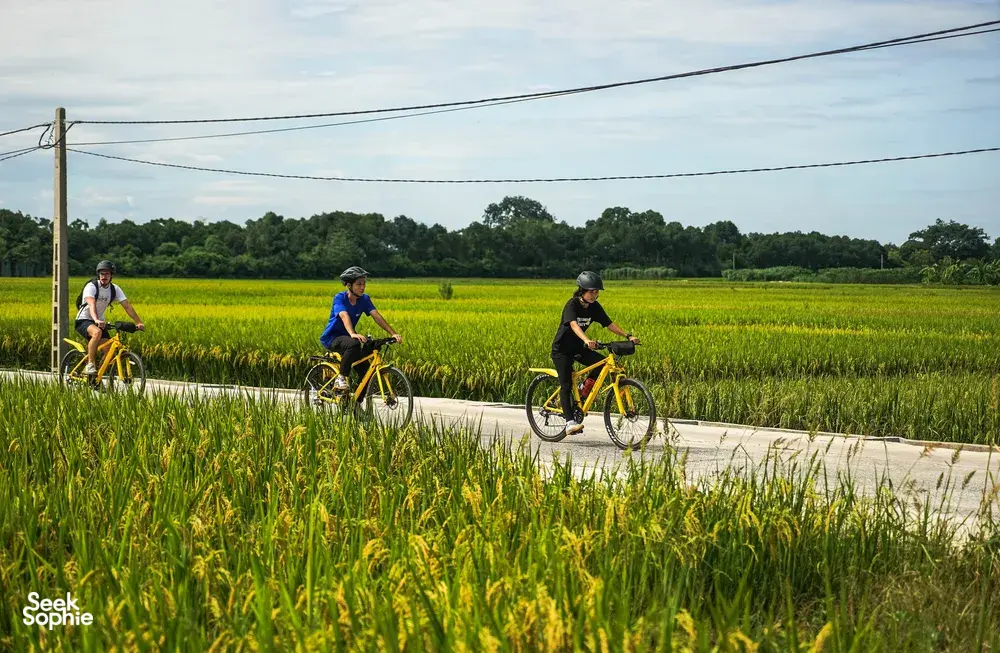 Local guide-led cyclists riding yellow bikes along a narrow road through rice fields on Saigon’s Hidden Mekong Island near Ho Chi Minh City