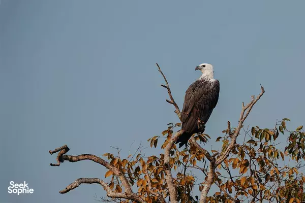 White-headed bird of prey perched on bare branches against a clear sky in Wilpattu National Park, on safari