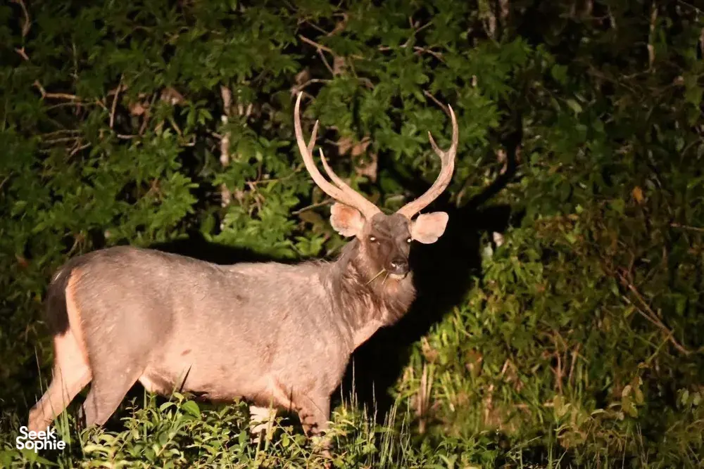 Antlered deer grazing in leafy scrub during Wildlife Safari Thailand’s wildlife trek in Khao Yai National Park at dusk