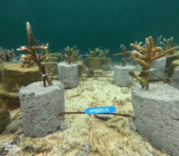 Underwater coral nursery with young coral growing on concrete blocks and a blue tag, part of restoration on Komodo Island