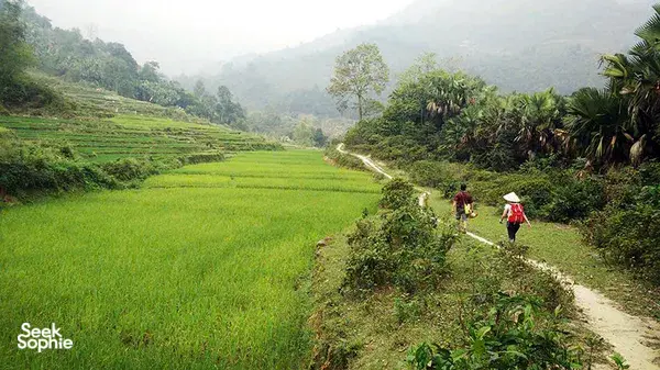 Ha Giang rice-terrace trek with a winding jungle trail between green fields, as travellers hike along a valley path