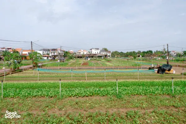 Berjalan-Jalan di Pedesaan Hoi An dengan Sepeda + Makanan Rumahan bersama Keluarga Lokal