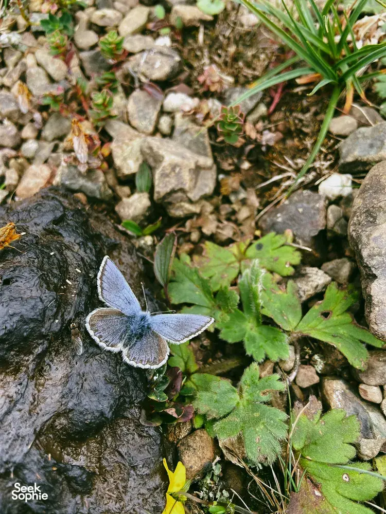Butterfly resting on a rock by a mountain stream with small plants and stones on the Jade Dragon Snow Mountain hike