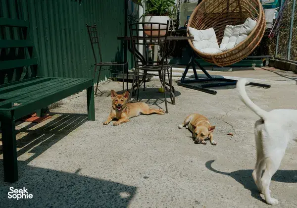 Sunlit courtyard outside a Ho Chi Minh City no-kill shelter, where three rescue dogs lie near a wicker chair and garden shade