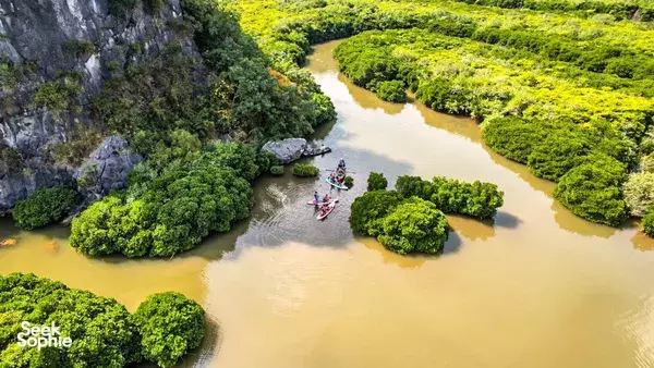 Terokai hutan paya bakau yang subur