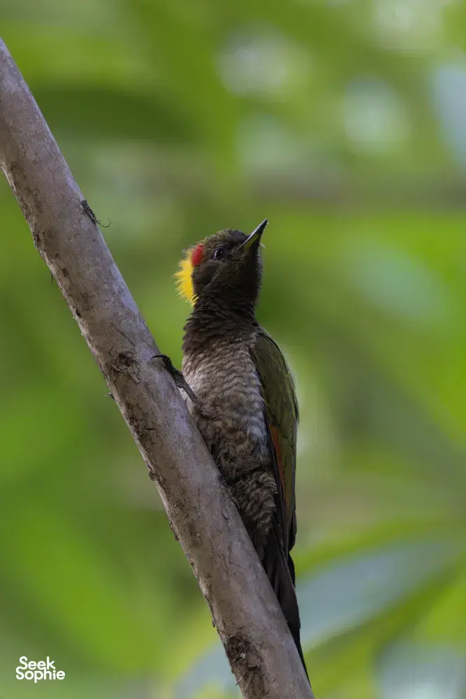 Tree-dwelling bird with a red crown perched on a forest branch in Cat Tien during an in-depth ethical tour