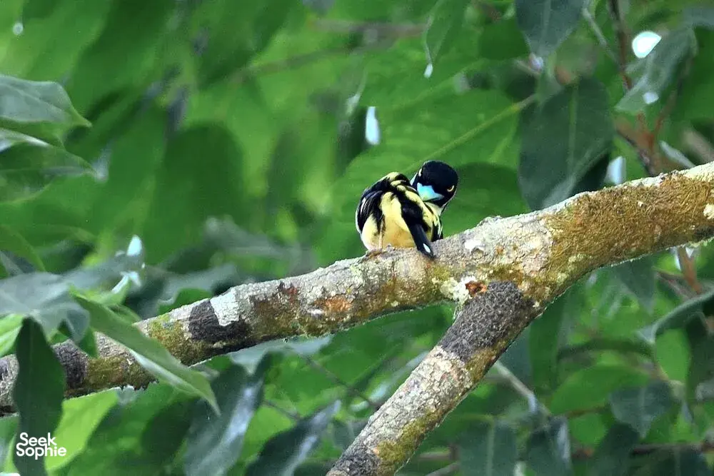 Seek Sophie option picture