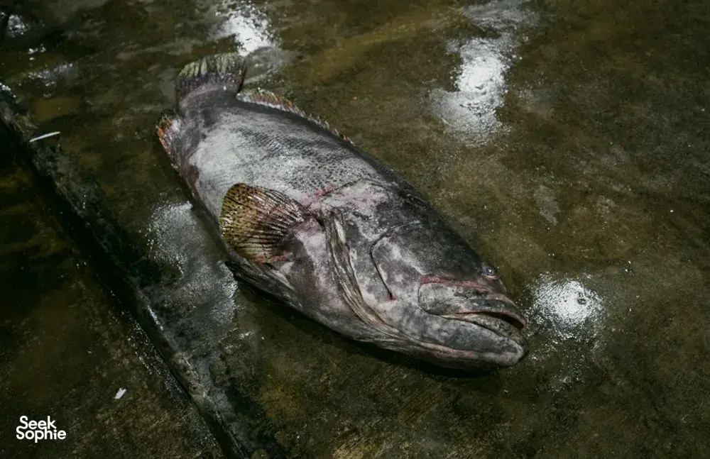 Ikan segar tersusun di atas es di pasar ikan Pelabuhan Jurong, Singapura, sebagai bagian dari tur berpemandu rahasia lokal — hidden gems Singapura