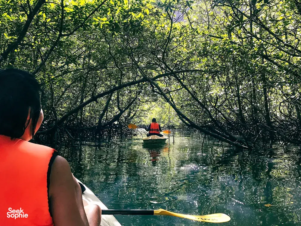 Kayak paddling through a green mangrove tunnel in Langkawi Kilim Geoforest, viewed from the bow of a guide-led boat