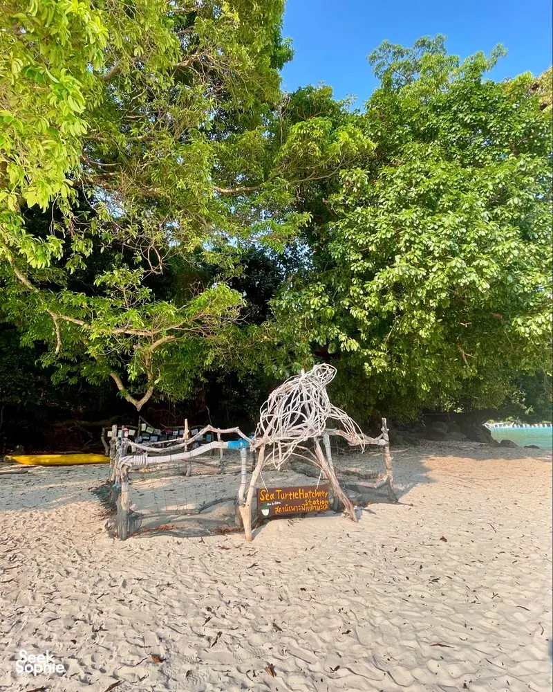 Seek Sophie option picture