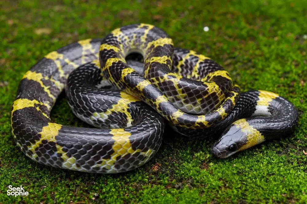 Coiled yellow-and-black snake on grass in Cat Tien during a private 3D2N ethical tour with an expert naturalist