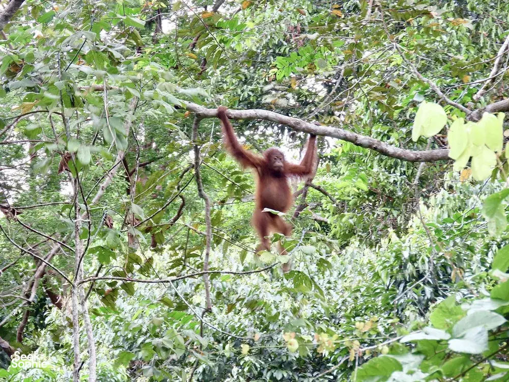 Seek Sophie option picture