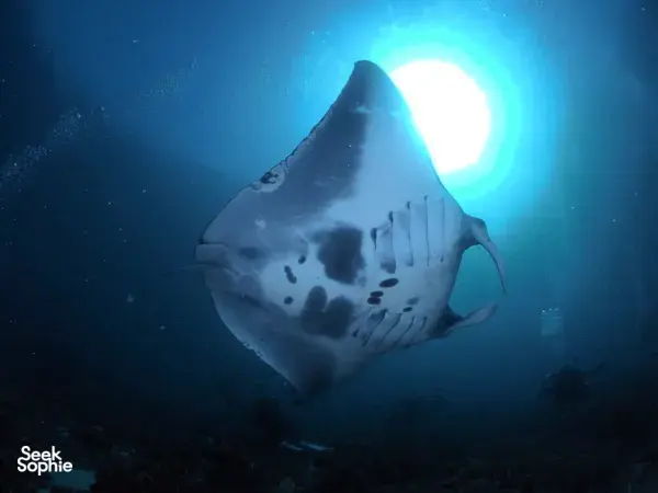 Gentle manta ray gliding through sunlit blue water beneath the surface during a dive, around Komodo Island