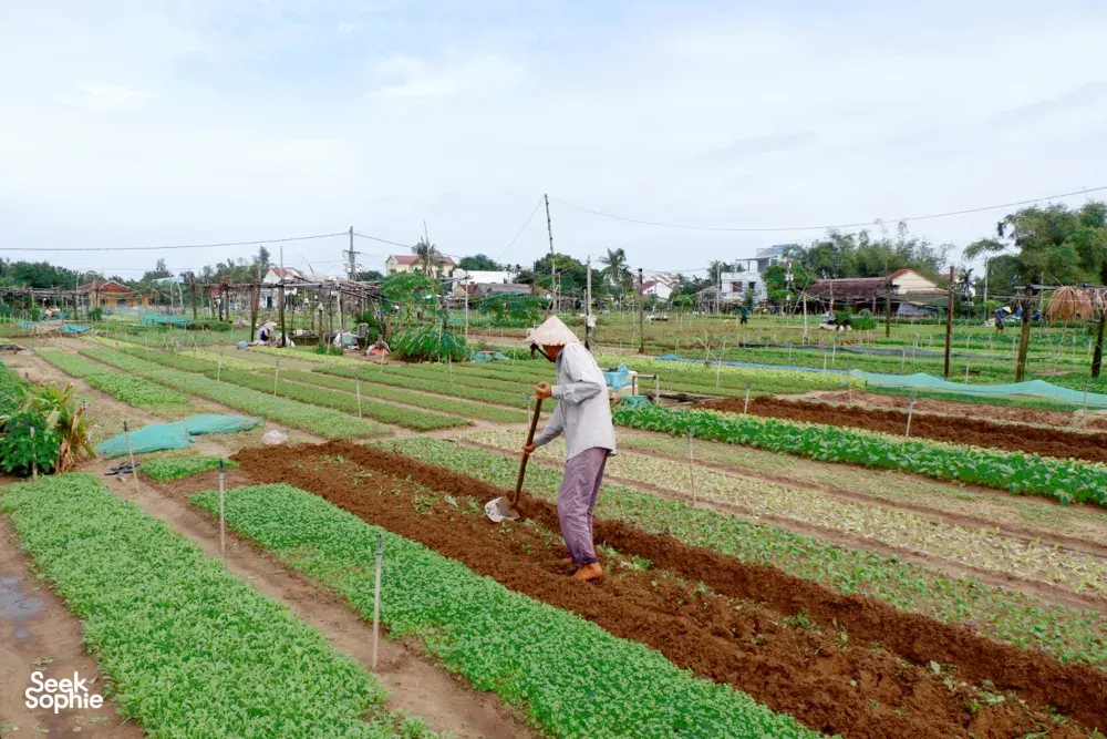 Seek Sophie option picture