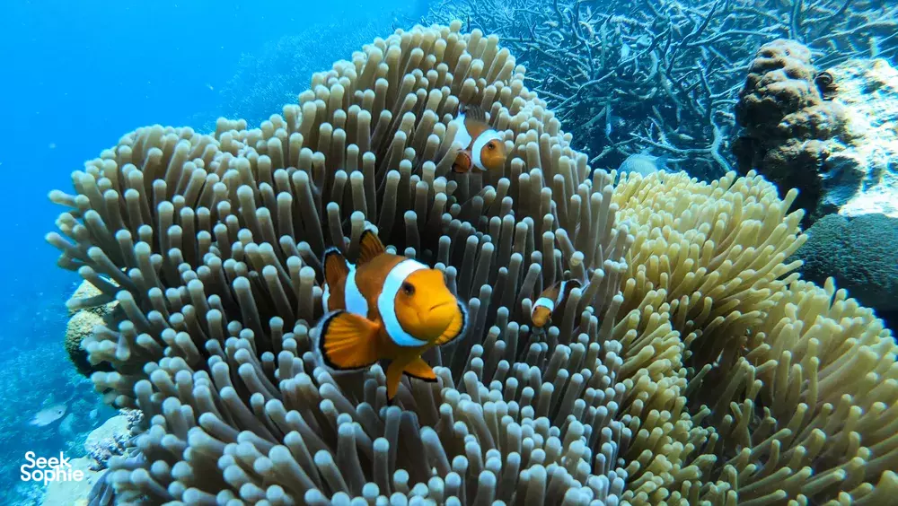 Seek Sophie option picture