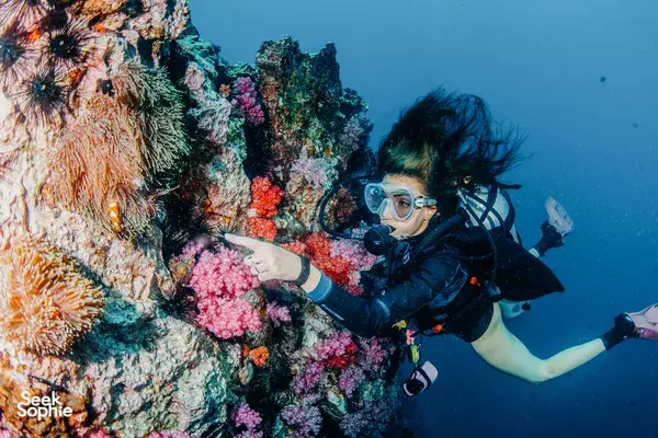 从考拉出发潜水游:Koh Bon & Koh Tachai 一日双潜体验