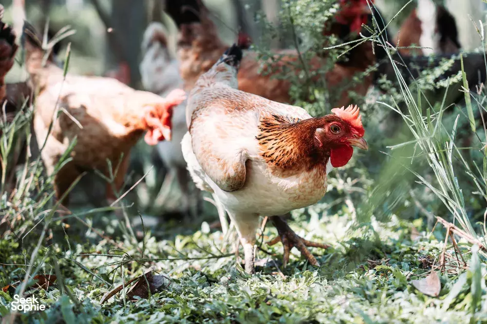 Seek Sophie option picture