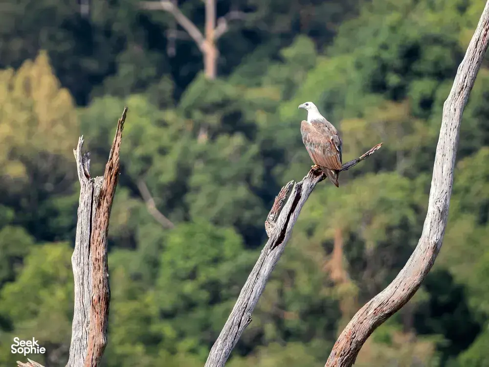 Seek Sophie option picture