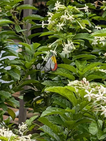 [SOLD OUT] A Walk Through Singapore’s Wildest Garden