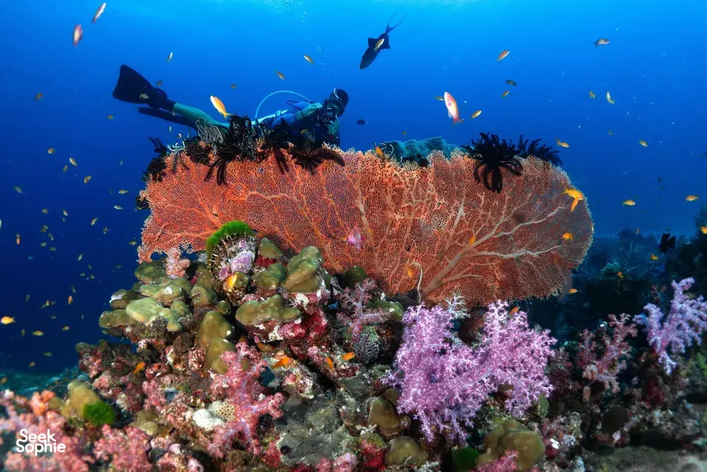 Seek Sophie option picture