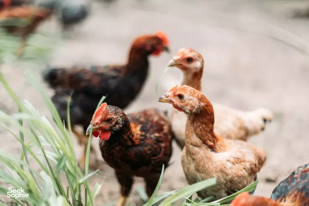 Seek Sophie option picture