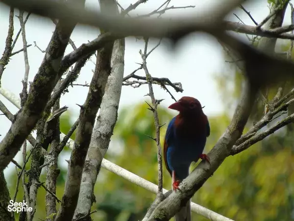 1-day Sinharaja Rainforest | Bird Watching Hike