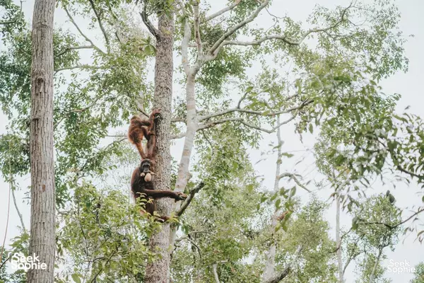4D3N Tanjung Puting Cruise with Conservationist Guides