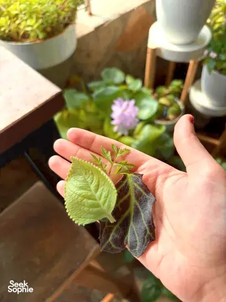 Palm holding a cluster of edible leaves over an indoor pot garden, helping make dips and bake bread with plants from Singapore