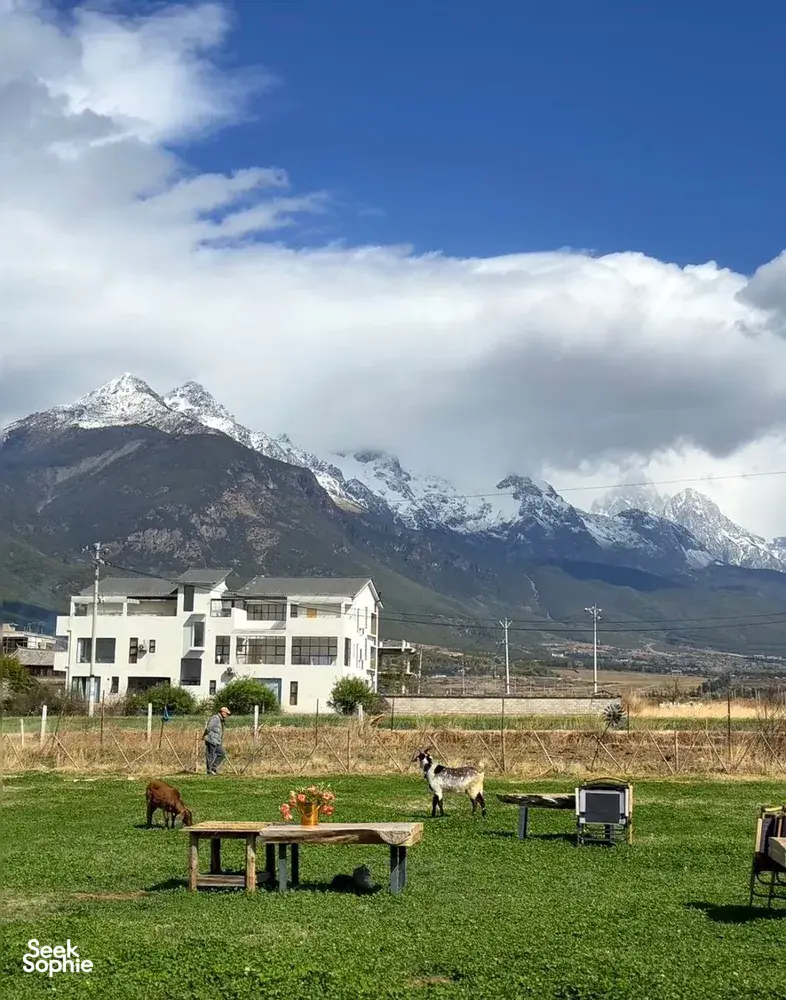 Mountain landscape behind a countryside yard with grass, buildings and roaming dogs under a bright blue sky near Lijiang