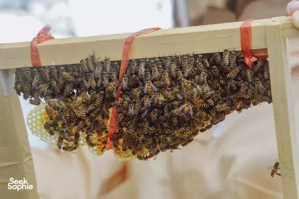 Secret Rooftop Farm, Rescued Bees + Honey Tasting