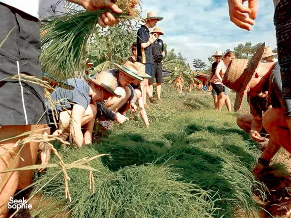 Seek Sophie option picture