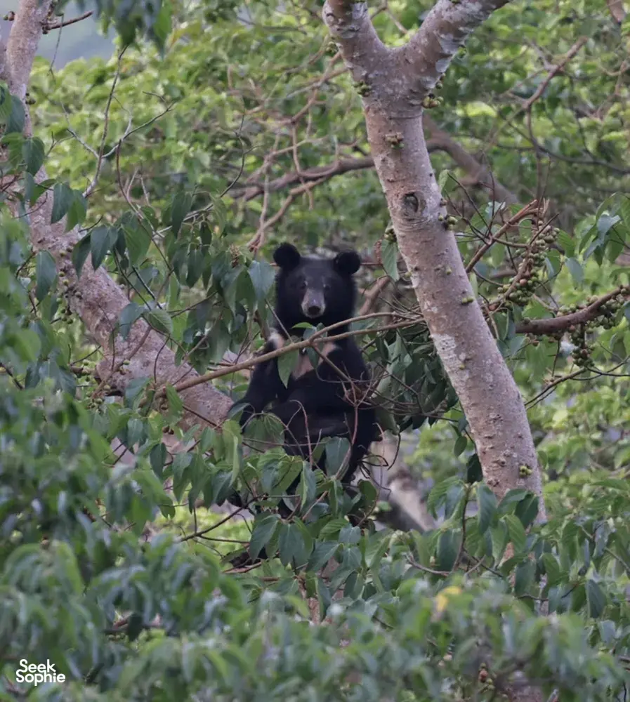 Sun bear in a leafy thicket, looking out from beneath branches during a wildlife safari in Khao Yai National Park
