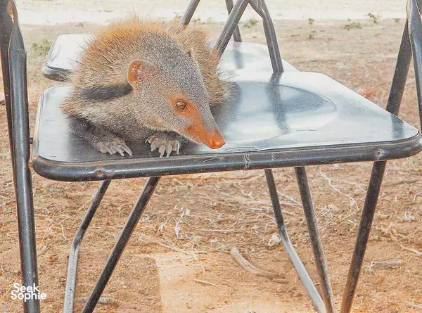 Wild mongoose resting on a metal table during an Udawalawe National Park safari, with Splendid Lake View Safari Lodge