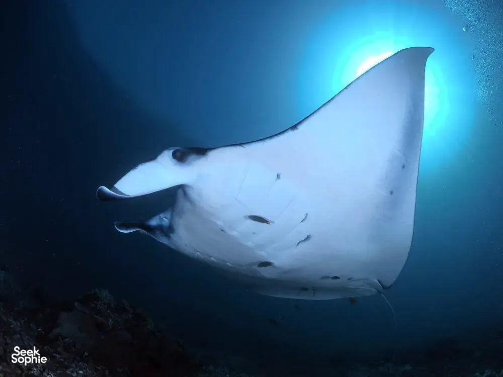 Underwater manta ray swimming through clear blue water with rays of light, part of the wildlife-rich Komodo Island