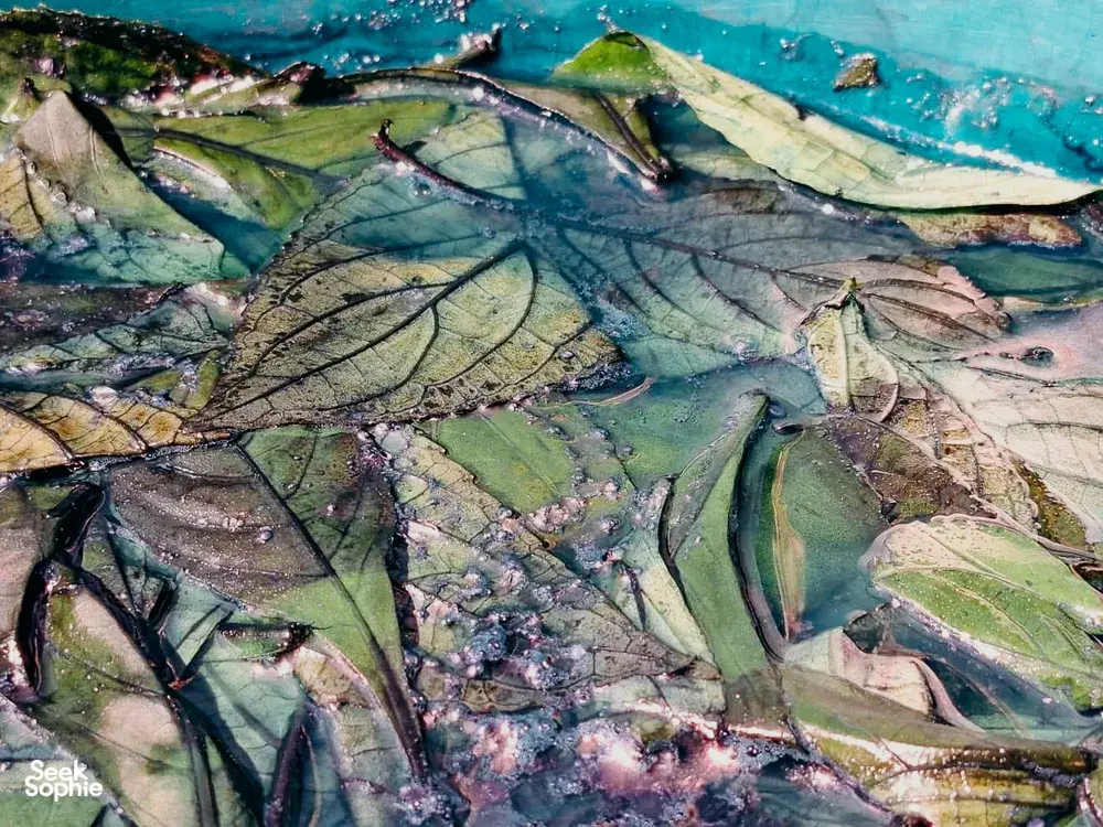 Seek Sophie option picture