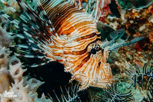 Lombok Pink Beach 2 Fun Dives from Kuta | For Macro Lovers!