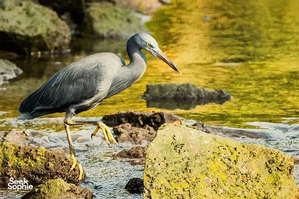 Grey heron standing on rocky shallows in Langkawi, part of a naturalist-led birdlife discovery tour