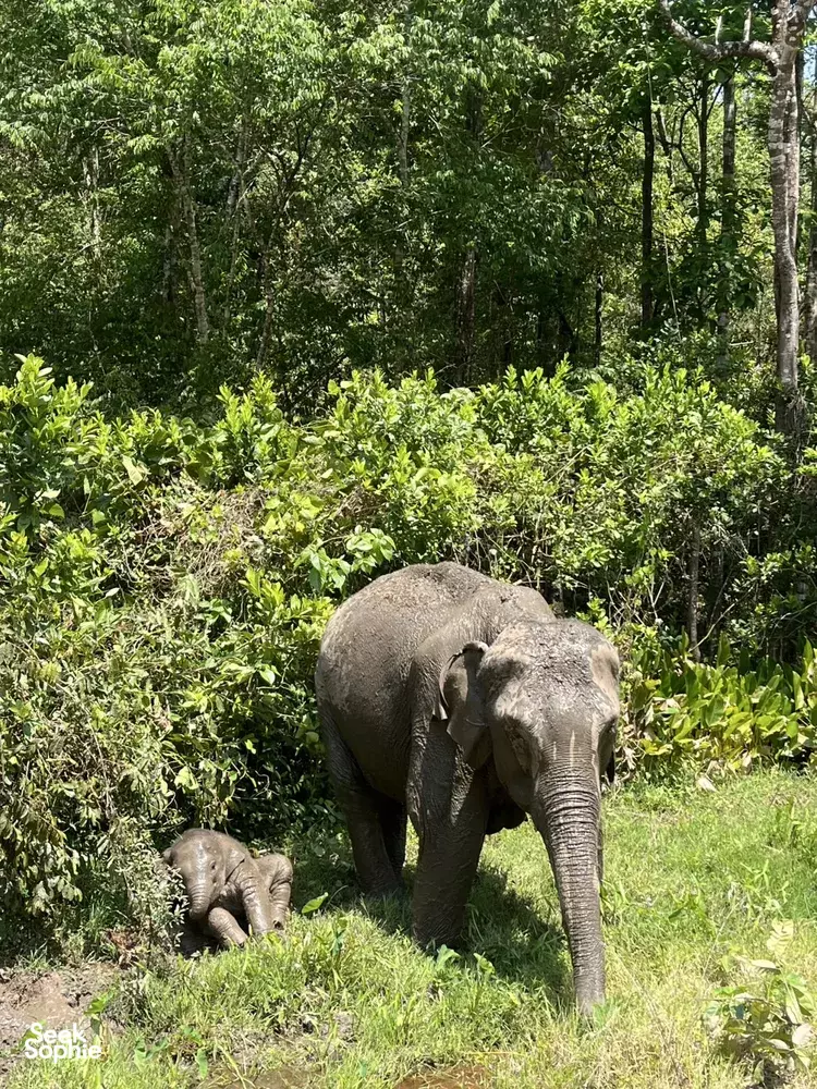 Seek Sophie option picture