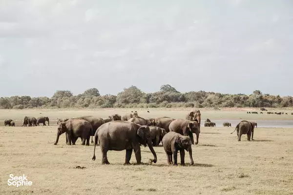 3H Sunset Safari at Kaudulla National Park